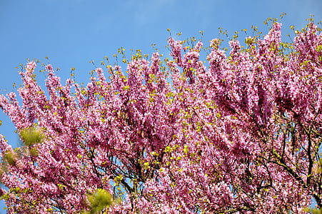 árvore de Judas, Primavera, flor
