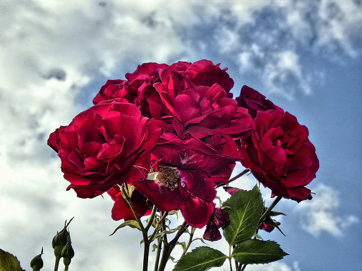 vrtnice, rdeča, močno, cvetje, ljubezen, nebo, dramatično