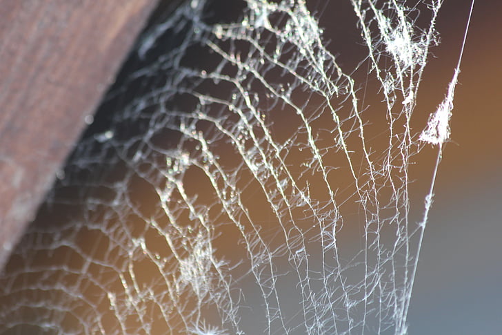web, network, spider