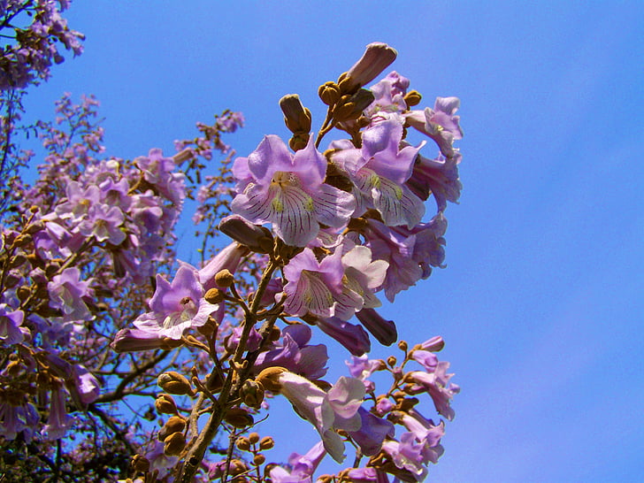 Kaiser blühender Baum, lila Blüten Paulownia tomentosa, Frühling, Blume, Natur, Zerbrechlichkeit, Frühling