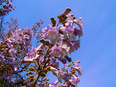 Car cvjetnice stabla, ljubičasto cvijeće paulownia tomentosa, proljeće, cvijet, priroda, krhkost, proljeće