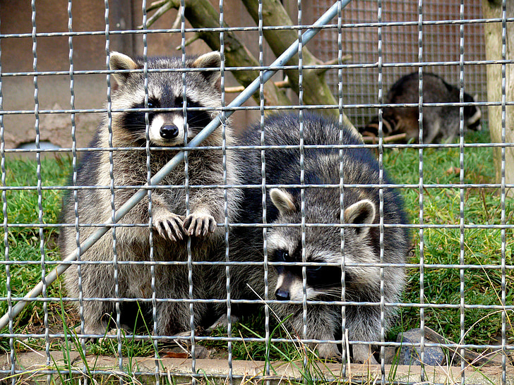 raccoons, enclosure, animals, fur, animal world, outdoor enclosures