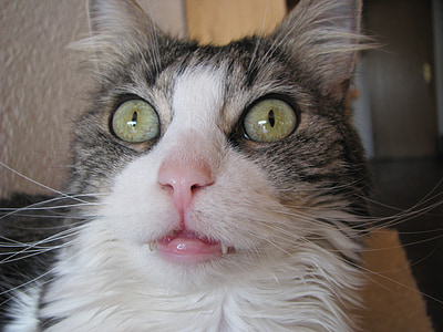 katė, Norvegijos miško katė, akis, uždaryti, makro, brangūs, katės akys