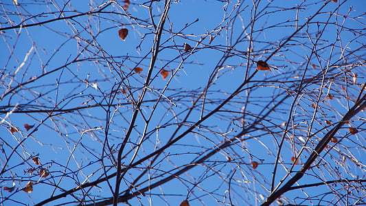 otoño, hojas, árbol, cielo azul, hoja, hojas de otoño, temporada