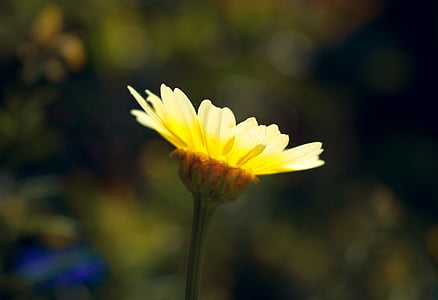 kwiat, Latem, Natura, kwiat lato, letnich roślin, żółty, ogród