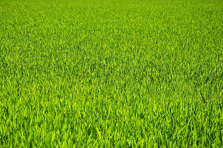 fű, rét, gabonafélék, természet, zöld, a mező, növekedés