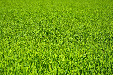 трева, ливада, зърнени култури, природата, Грийн, поле, растеж