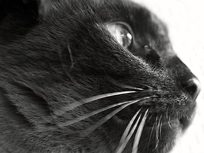 kočka, kočkovitá šelma, kotě, Kitty, kočičí obličej, Fajn, portrét