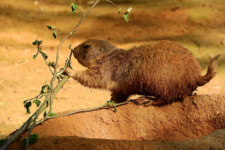 cynomys ludovicianus, cynomys, prairie dogs, rodent, zoo