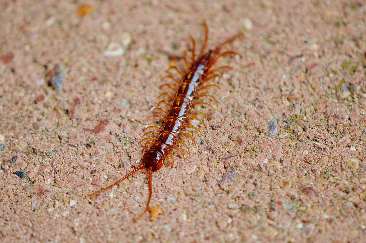 centipedes, creeping, insect, members, feet