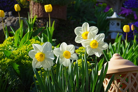 daffodils, osterglocken, flowers, blossom, bloom, spring, white