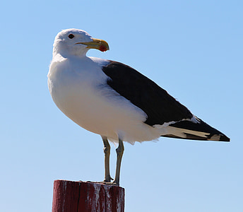 seagull, sea, beach, pile, rest, attention, bird