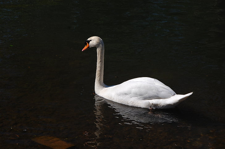 Swan, alb, apa, Lacul, natura, linişte, frumusete
