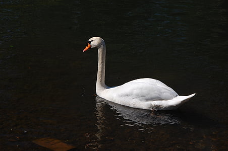Swan, vit, vatten, sjön, naturen, stillhet, skönhet