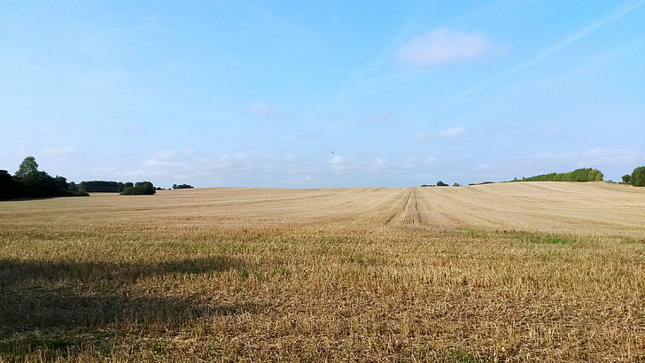 kukorica a területen, a mező, Nyborg, mezőgazdaság, természet, vidéki táj, Farm
