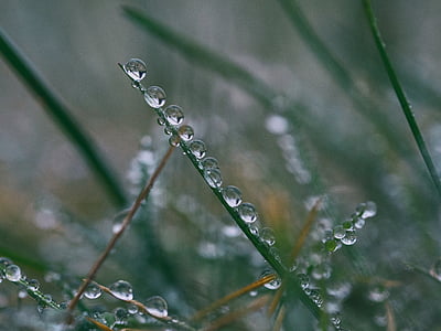 grama, folha, água, gotas, molhado, natureza, gota de chuva