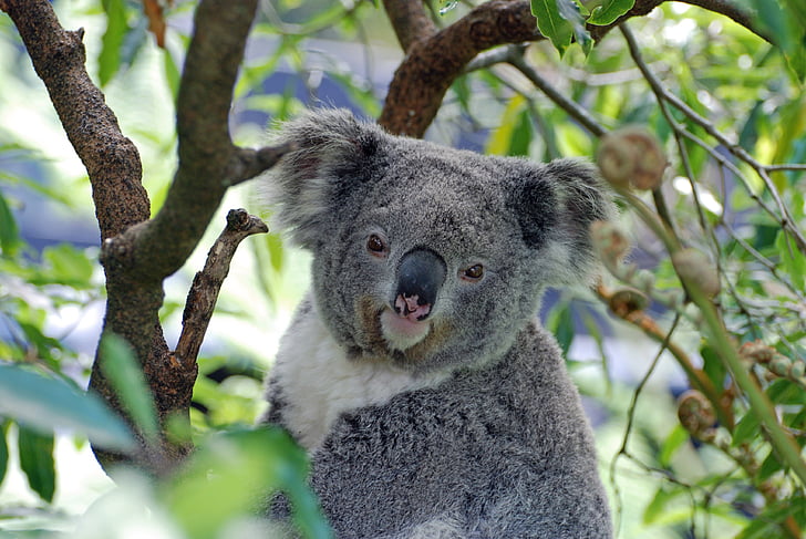 koala, australia, zoo, koala bear, one animal, tree, animal wildlife