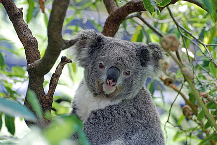 Koala, Austrália, Zoo, Koala medveď, jedno zviera, strom, zvierat voľne žijúcich živočíchov