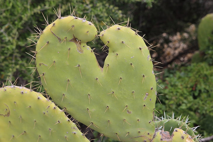 Cactus, figuiers de barbarie, épines, nature, plante, baiser, coeur