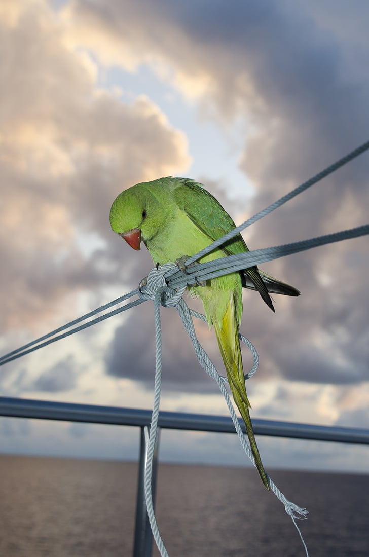 parakeet, bird, green, animal, nature