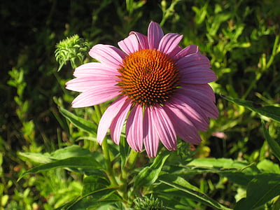 echinacea, 꽃, 핑크, 자연, 여름, 공장, 꽃잎
