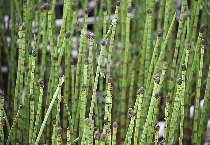 horsetail, spring, green, nature, plants