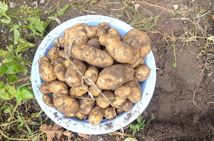 potatoes, dug up, soil, food, garden