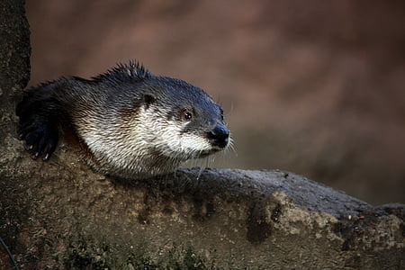 otter, close-up, water, animal, wildlife, wild, zoology