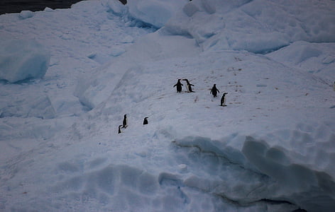 pingüins, l'Antàrtida, pingüí, animals, ocell, fred, vida silvestre