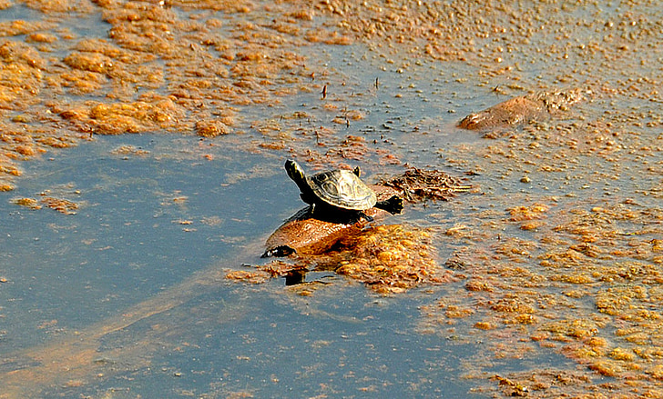 turtle, stretch, legs, lake, log, hang, sit