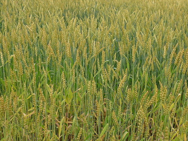 σιτάρι, πιο πολύ, χωράφια με το σιτάρι, Γεωργία, φύση, αγρόκτημα, ανάπτυξη