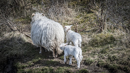 lam, lammeren, schapen, jonge, lente, natuur, dieren