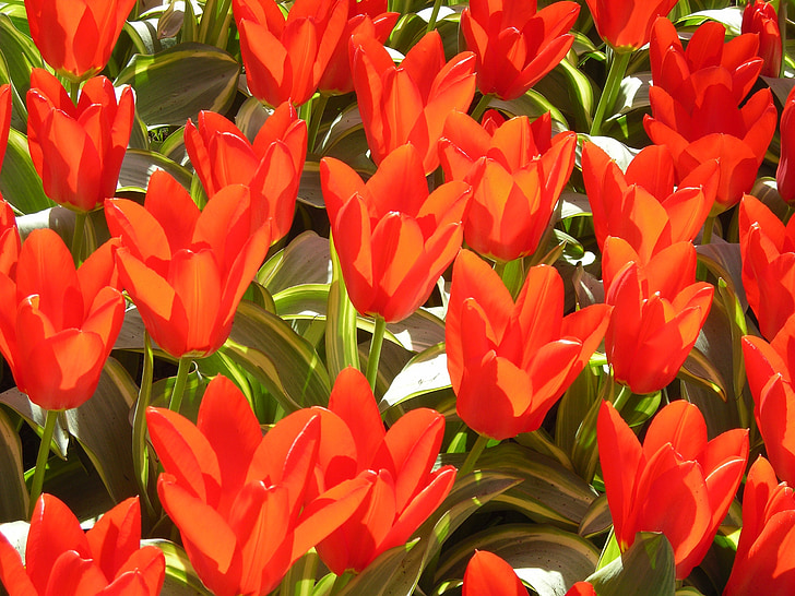 tulpės, raudona, gėlės, Gamta, pavasarį, raudonos tulpės, spalvinga