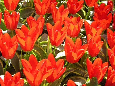 Tulipani, rosso, fiori, natura, primavera, Tulipani rossi, colorato