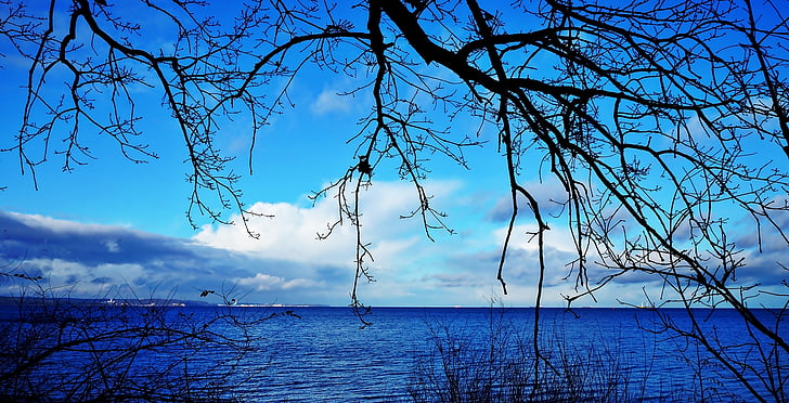 landscape, view, nature, sea, branches, sky, water