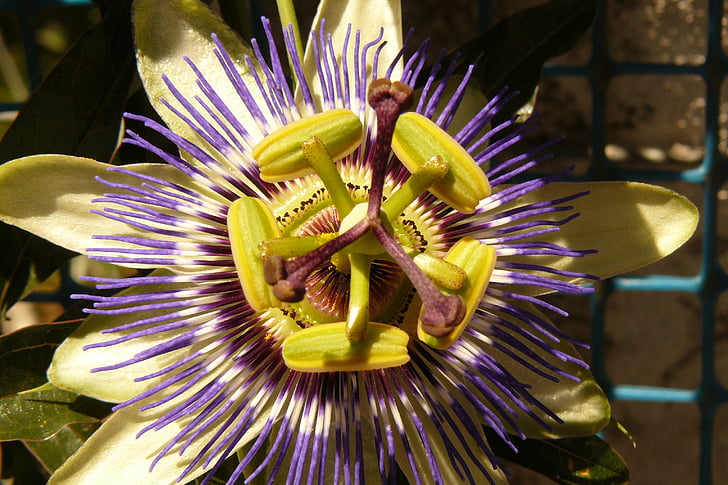 Passiflora, lill, passifloraceae, sümmeetria