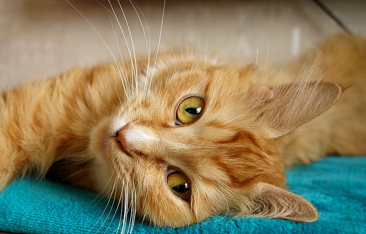 freckle, cat, redhead, domestic cat, pets, domestic animals, one animal