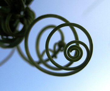 tendril, klatrer, spiral, anlegget, grønn, sirkler, Konsentrisk