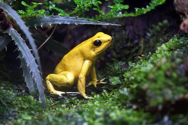 frog, toxic, yellow, netherlands, enclosure, zoo, forest
