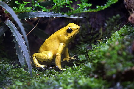 ếch, độc hại, màu vàng, Hà Lan, bao vây, sở thú, rừng