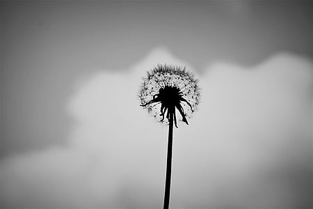 dandelion, alone, black and white, flower, nature, summer, green