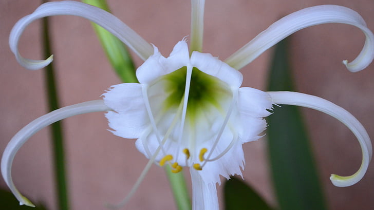 Peruánský Narcis, žárovka, závod, perrenial, Bloom, daffodilamarylidaceae, květ