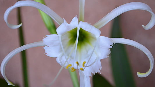 peruanski Narcis, žarulja, biljka, perrenial, cvatu, daffodilamarylidaceae, cvijet