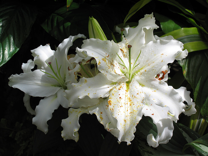 bunga bakung, Lili Asia, mekar, putih, bunga