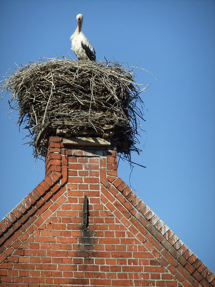 stork, nest, bird, birds