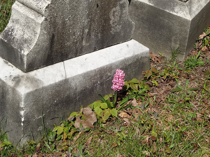 rosa blomst, Tombstone, kirkegården, kirkegården, Gravsteinen, grav, utendørs