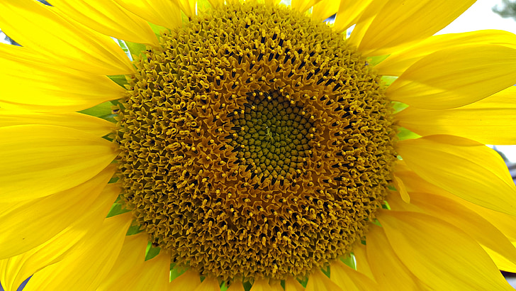 sunflower, large, garden, gardening, yellow, summer, flower