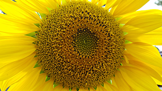 Sonnenblume, große, Garten, Gartenarbeit, gelb, Sommer, Blume