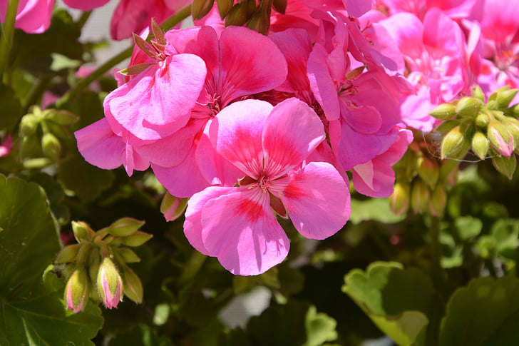 geranium, flowers, pink, nature, spring, jardiniere