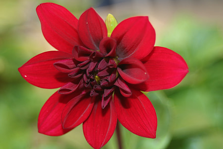 Dahlia, červená, květ, Bloom, závod, kytička-jiřina, květ